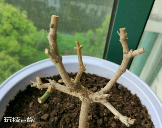茉莉花什么时候修剪好(家里养茉莉花注意换盆和修剪时机)-图片5